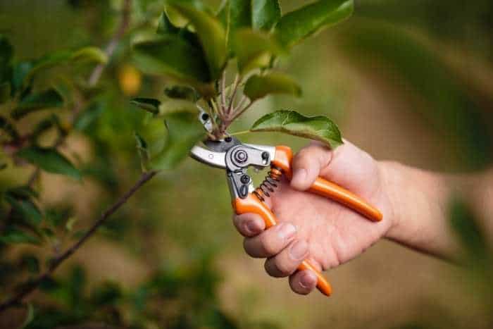 Immagine di giardiniere che esegue potature alberi da frutto