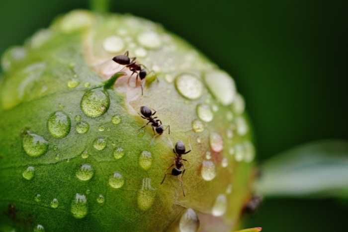 Foto di formiche sulle piante