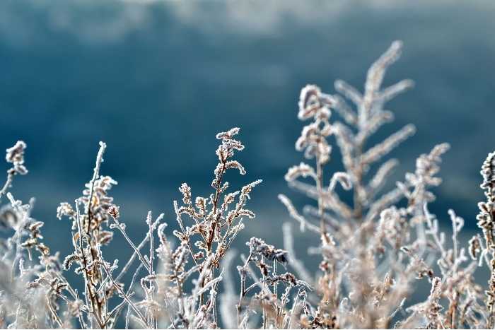Immagine di piante al freddo