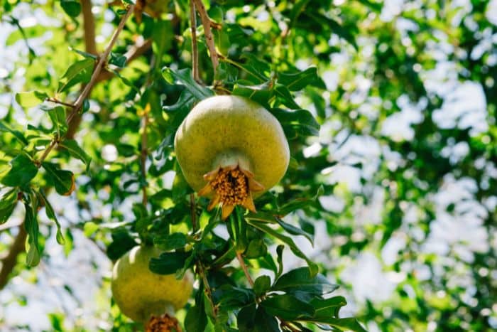 foto di pianta da frutto