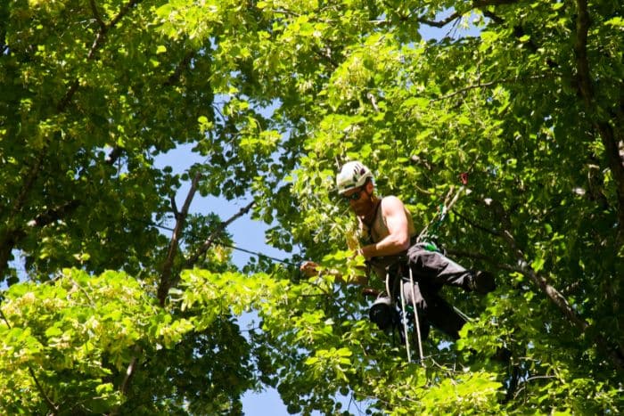Foto di attività tree climbing