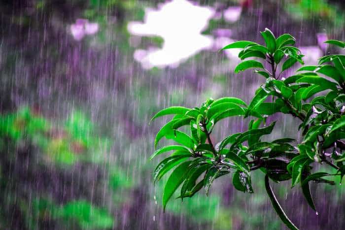 immagine giardino di pioggia