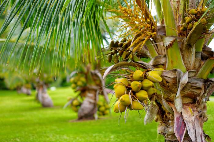 Immagine di palma nana