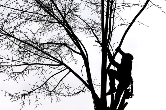 come funziona il tree climbing foto
